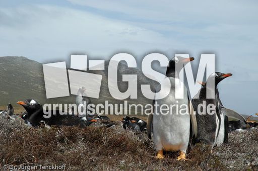 Eselspinguin (09 von 97).jpg